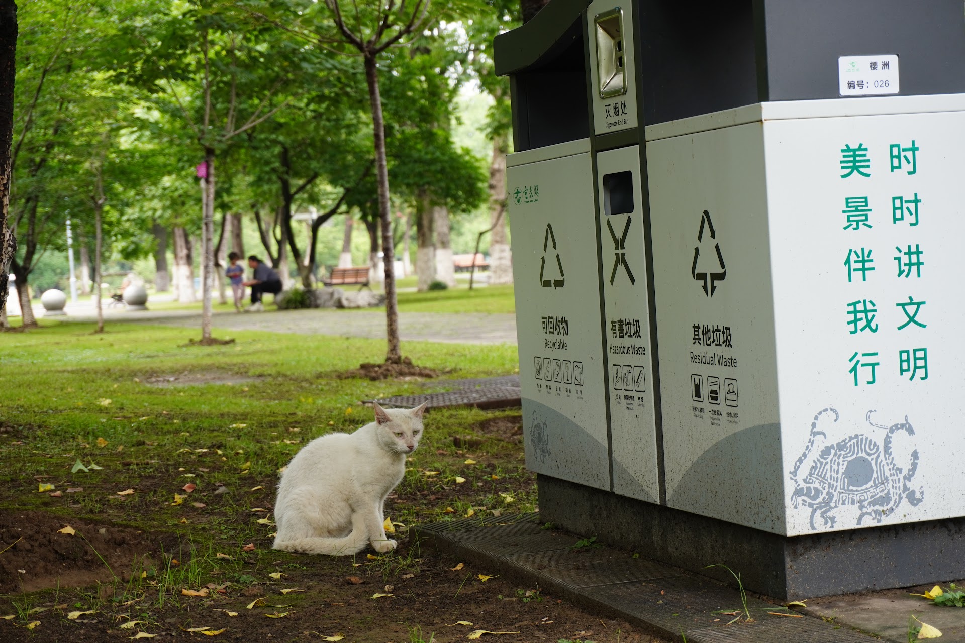 ./cat.jpeg